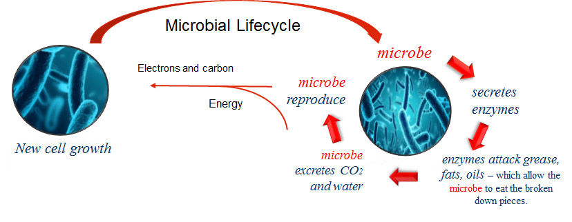 Microbial Lifecycle